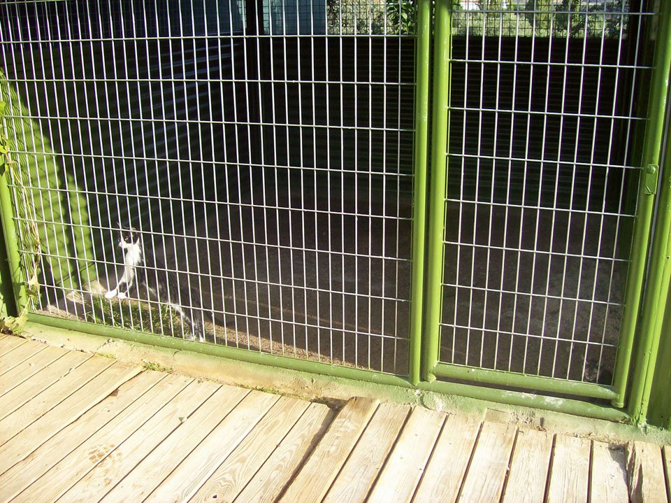 residencia canina aullidos