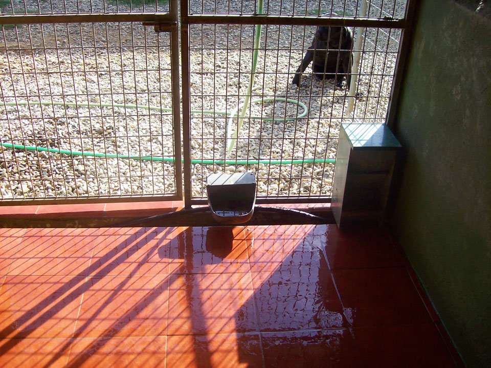 residencia canina aullidos