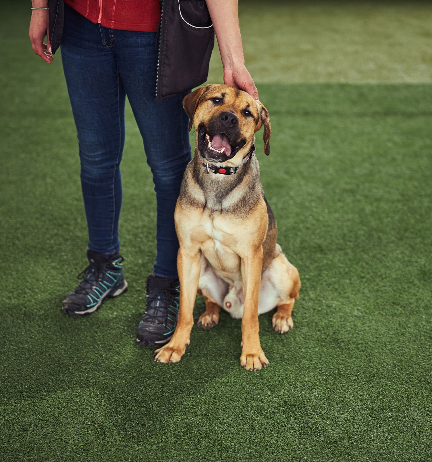 residencia canina llanos de rosa