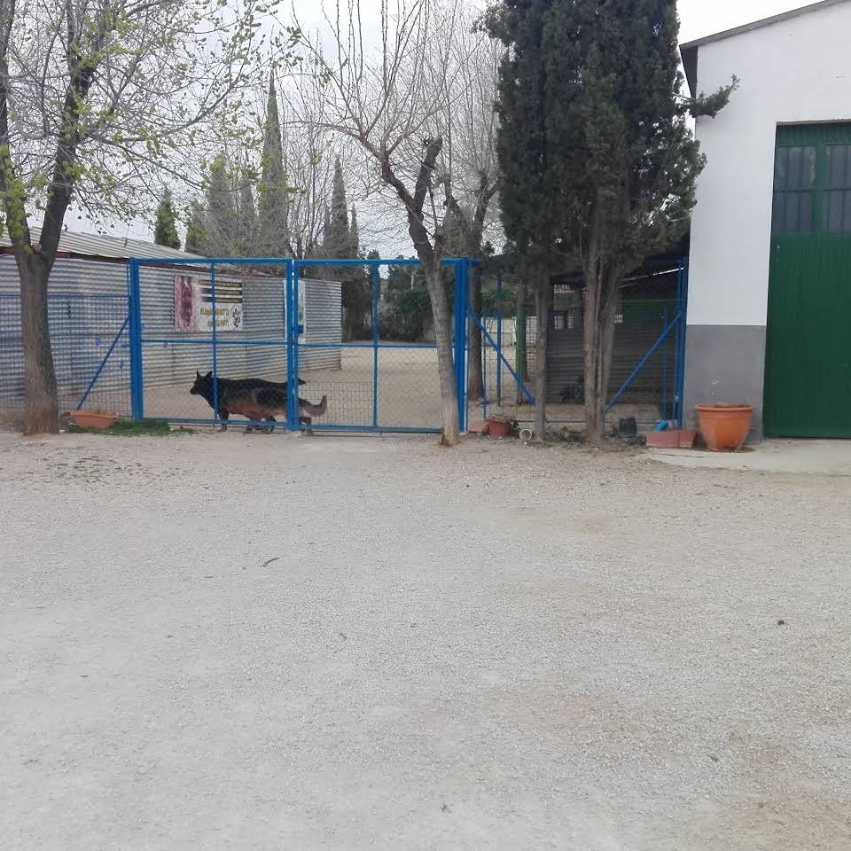 bubacan club canino