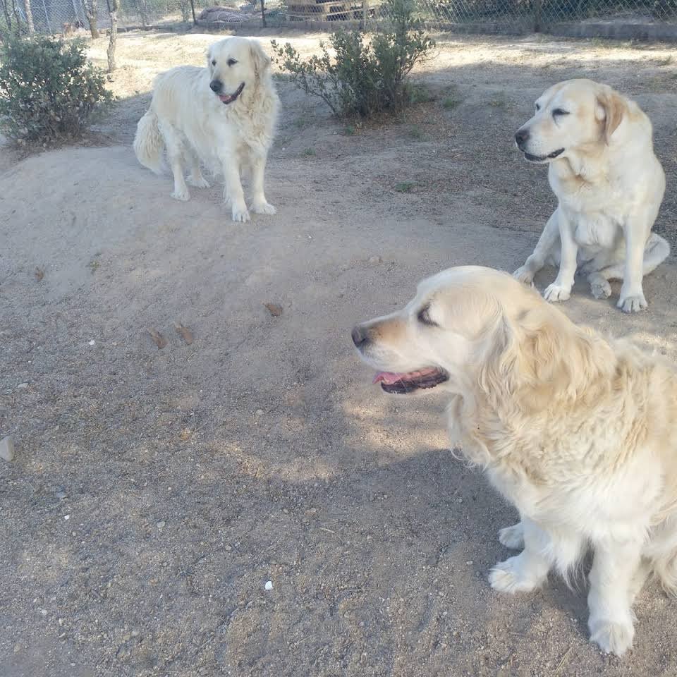 residencia canina como en casa