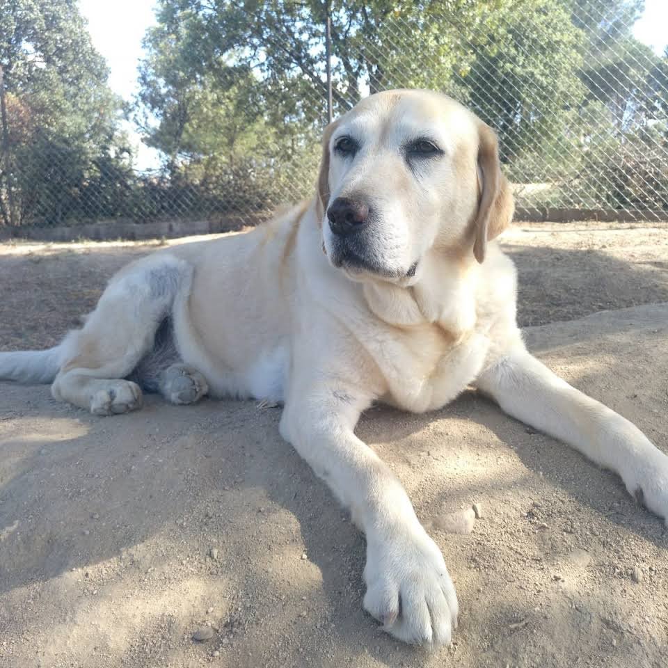residencia canina como en casa