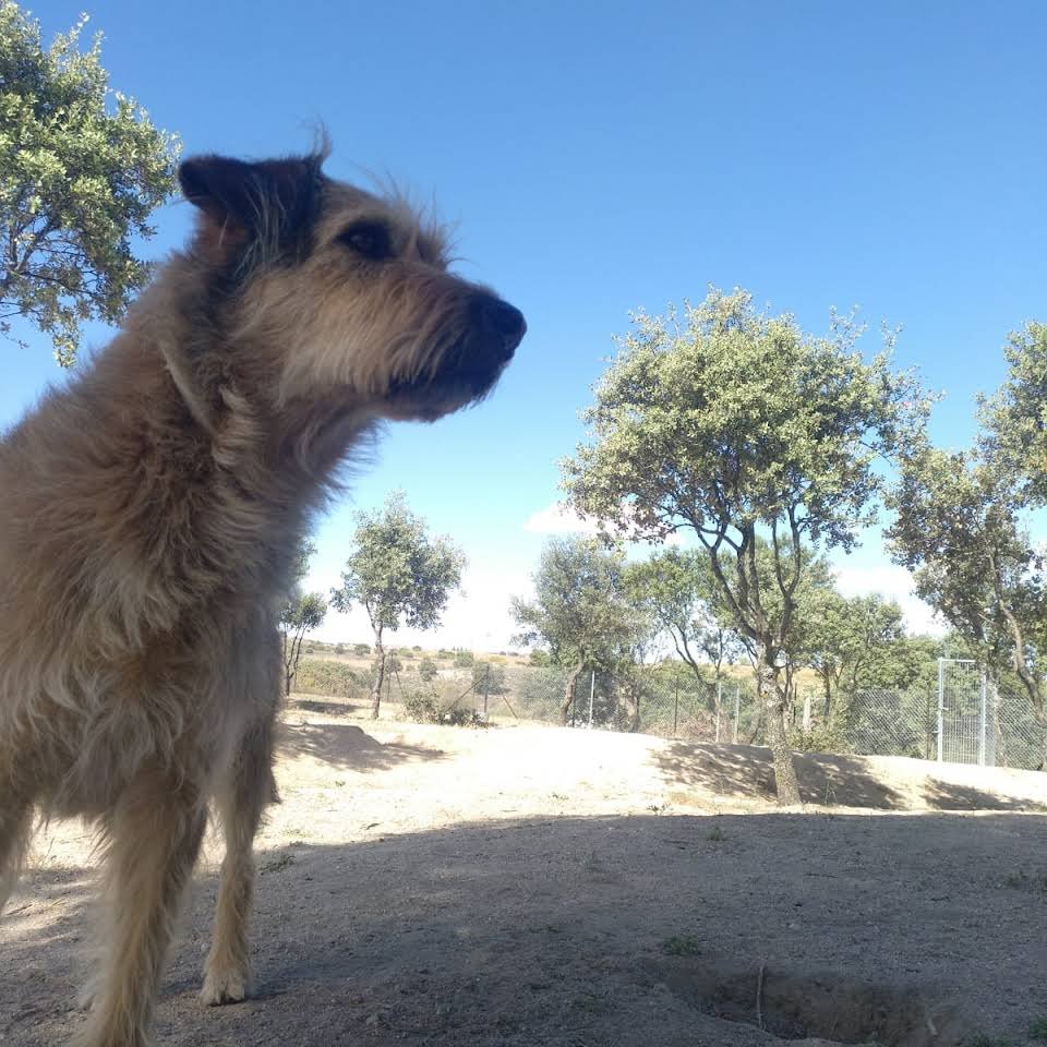residencia canina como en casa