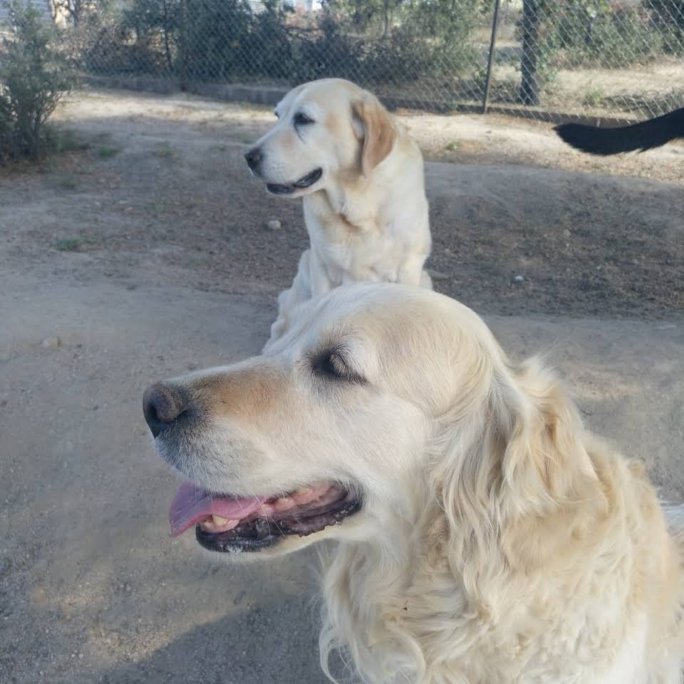 residencia canina como en casa