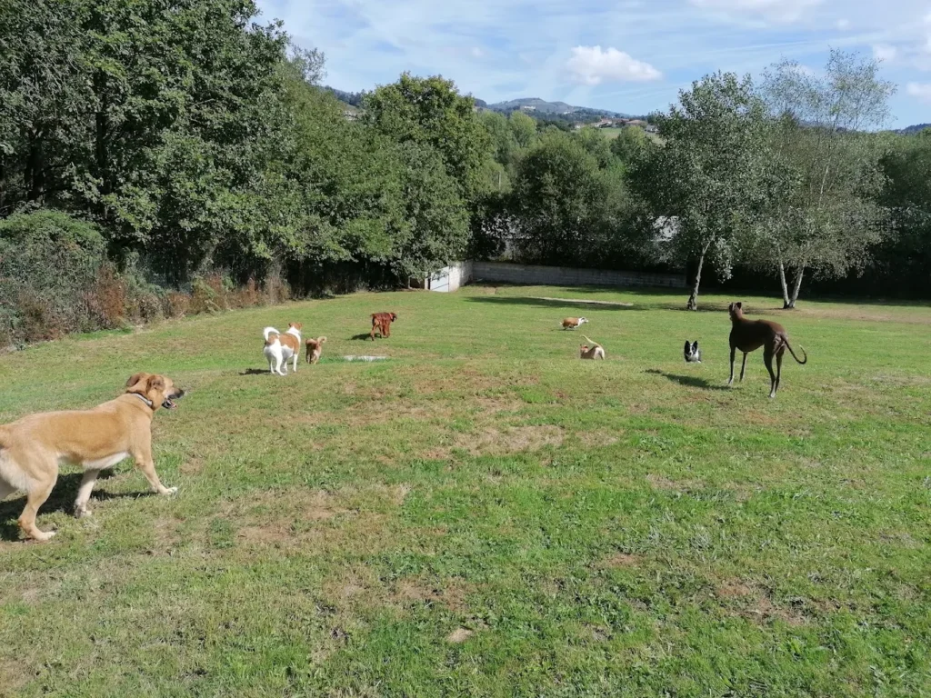 residencia canina amican
