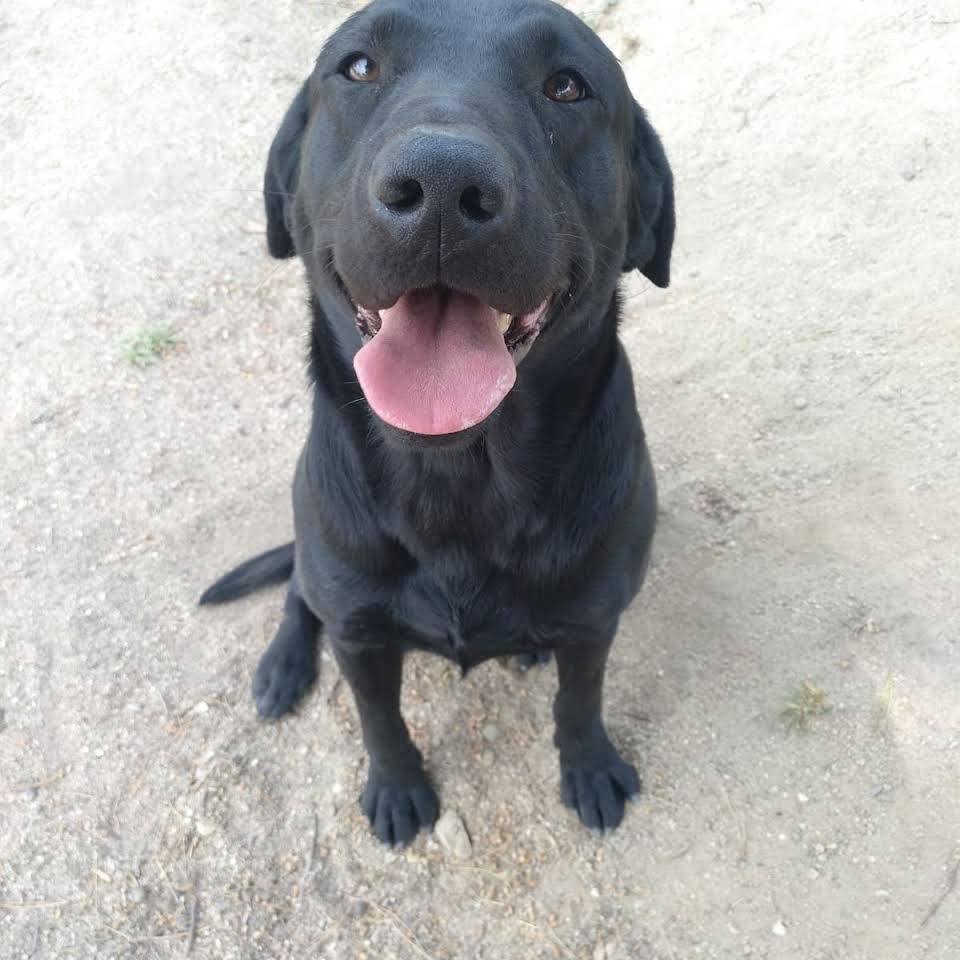 residencia canina como en casa