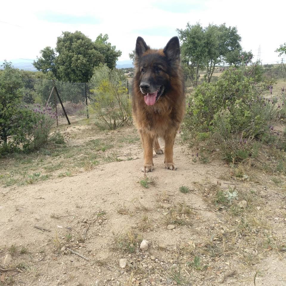 residencia canina como en casa