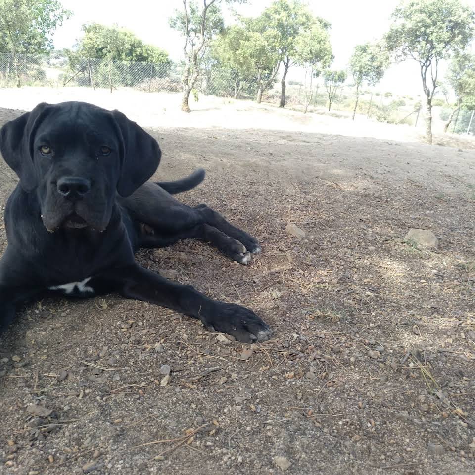 residencia canina como en casa