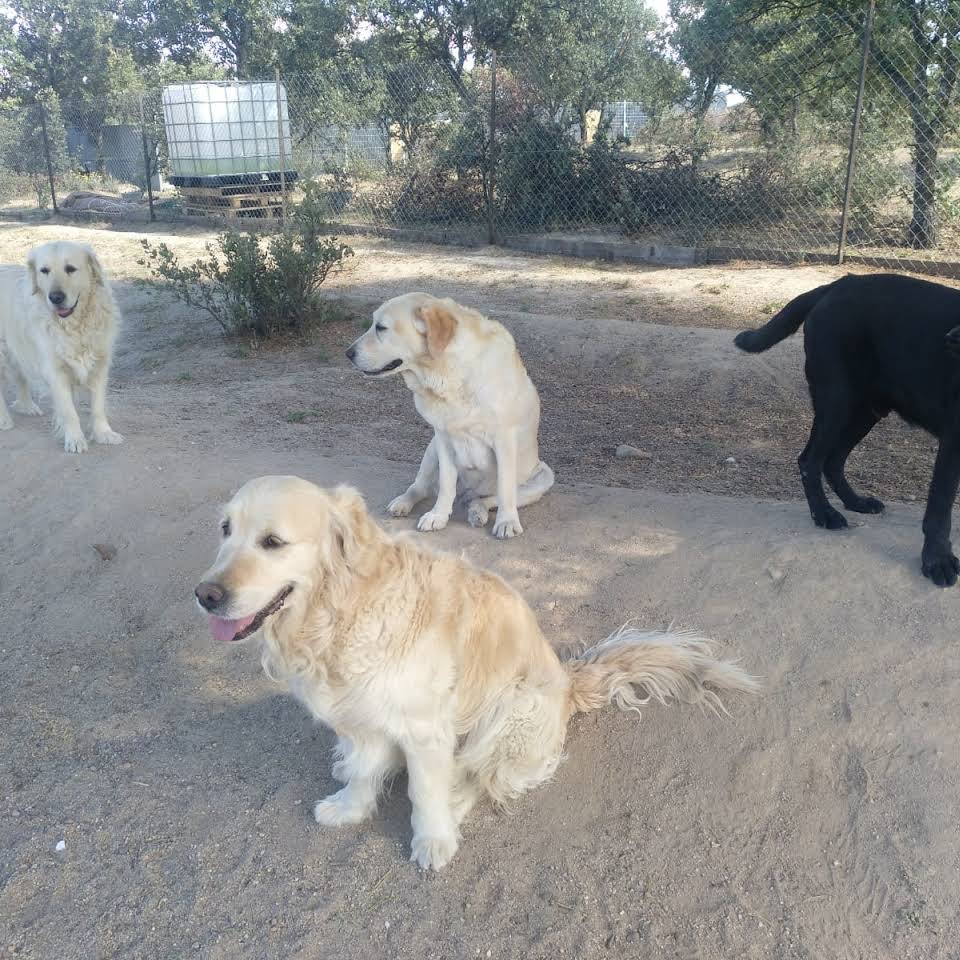 residencia canina como en casa