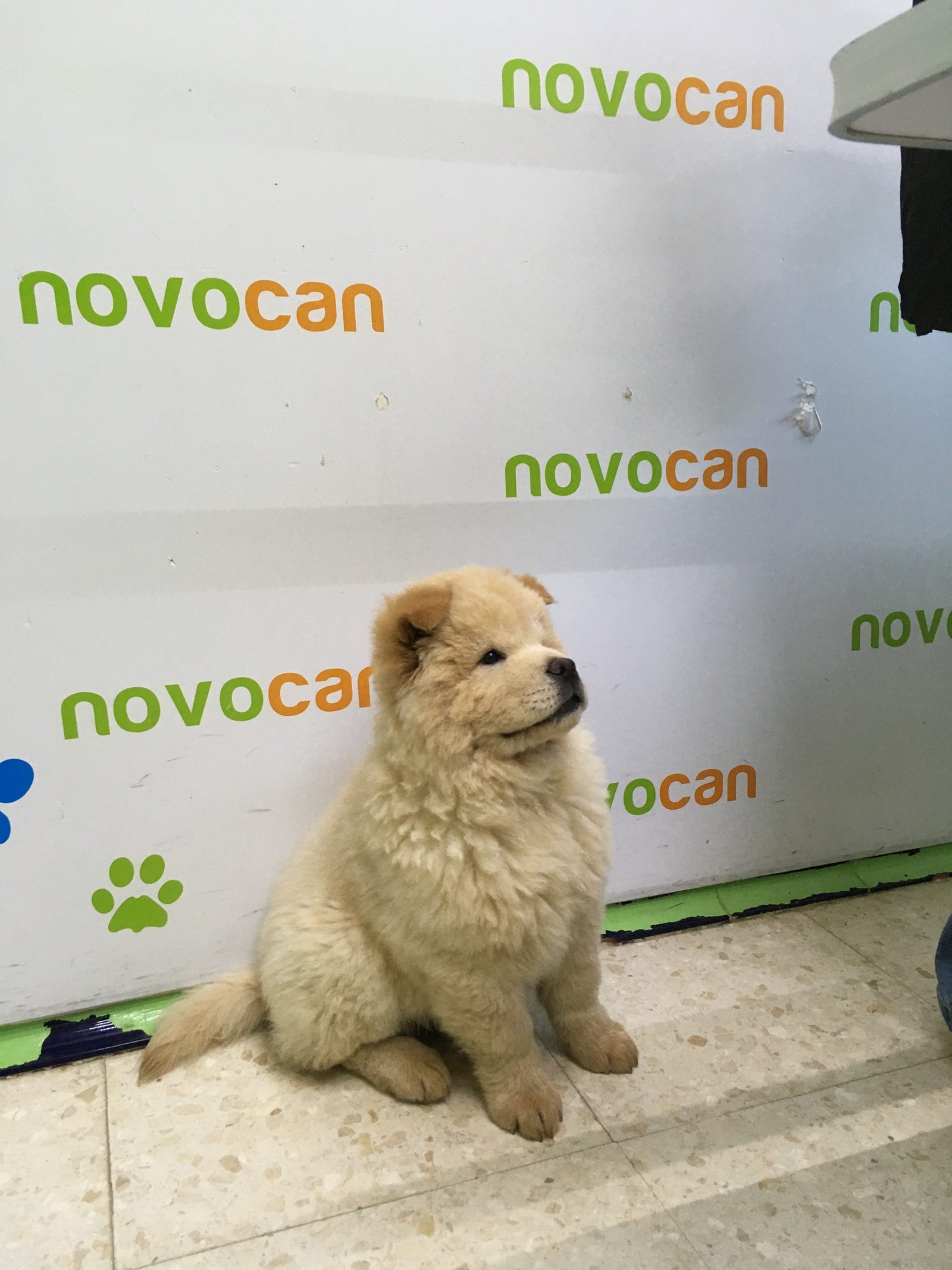 residencia canina novacan