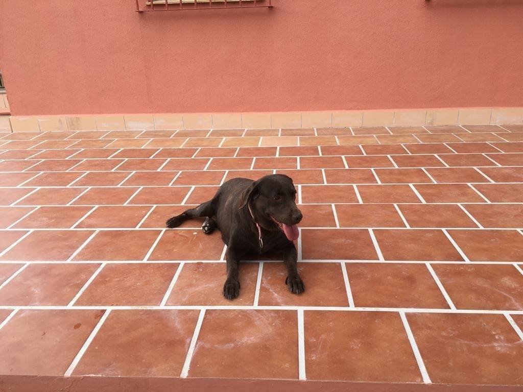 hotel para perros indiana