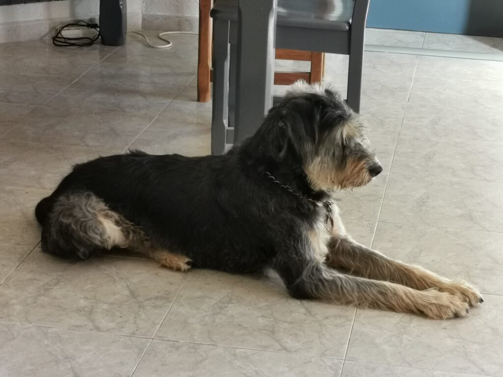 hotel para perros indiana
