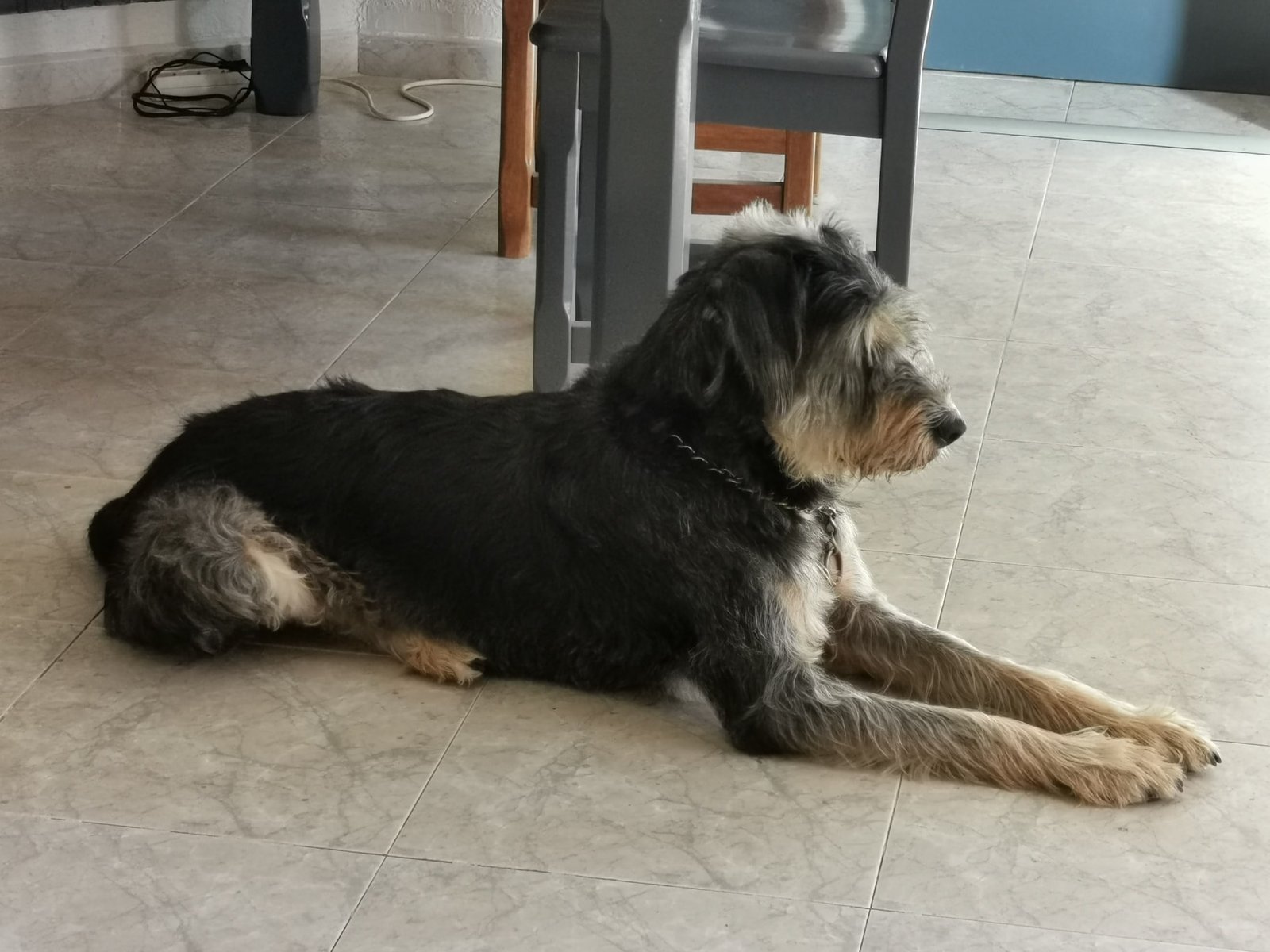 hotel para perros indiana