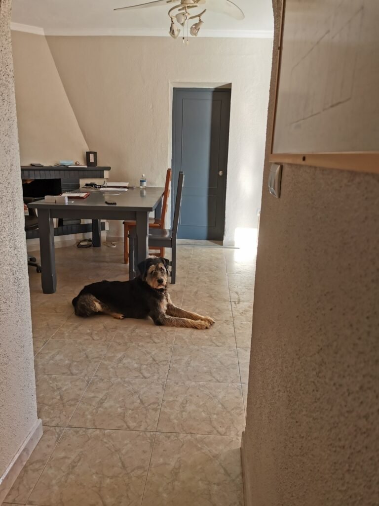 hotel para perros indiana