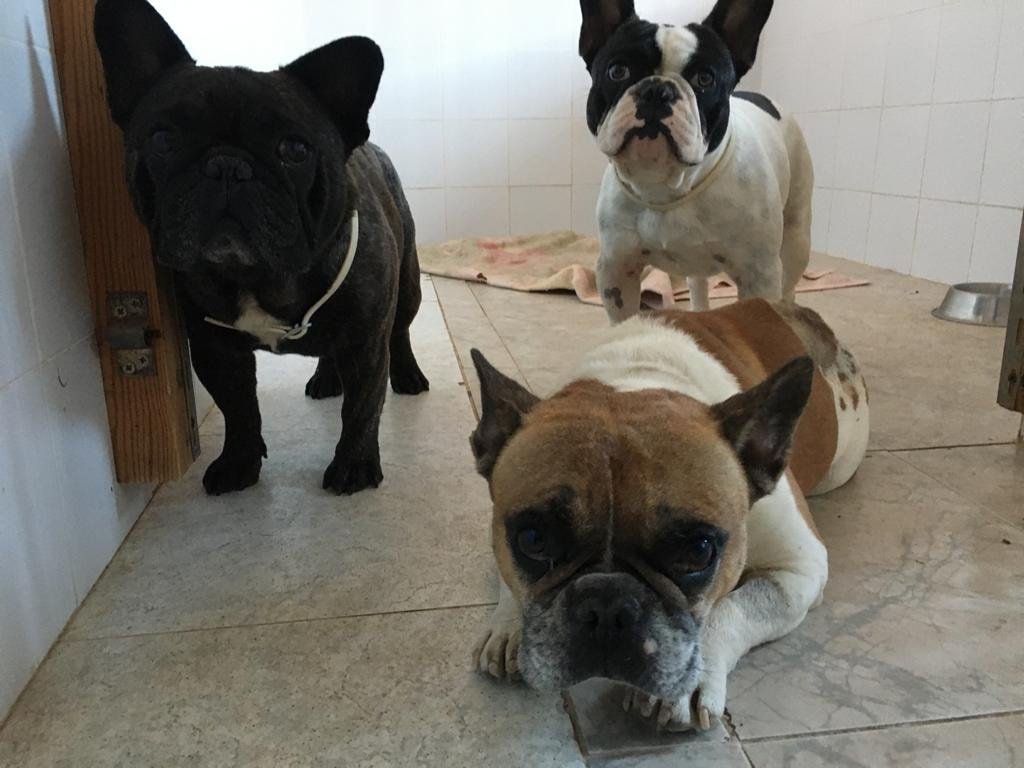 hotel para perros indiana