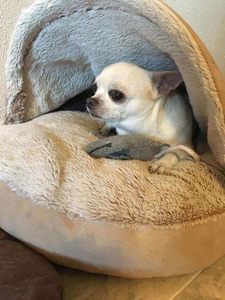 hotel para perros indiana