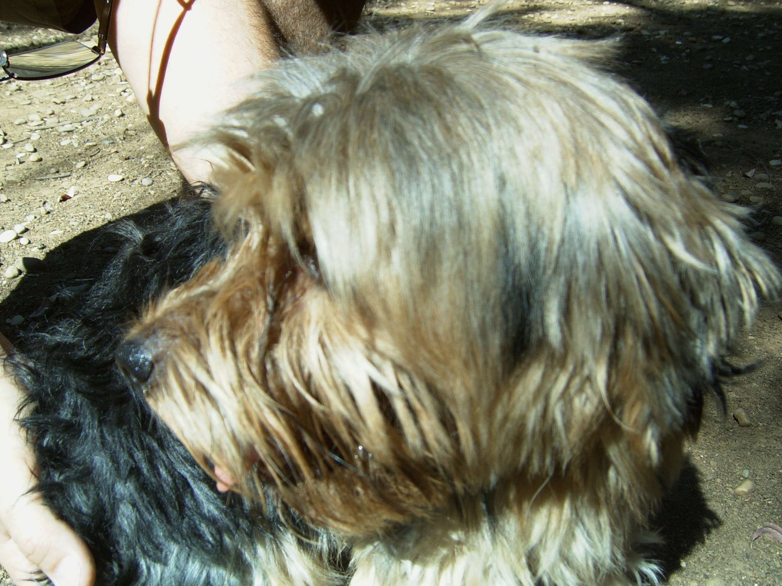 residencia canina séneca