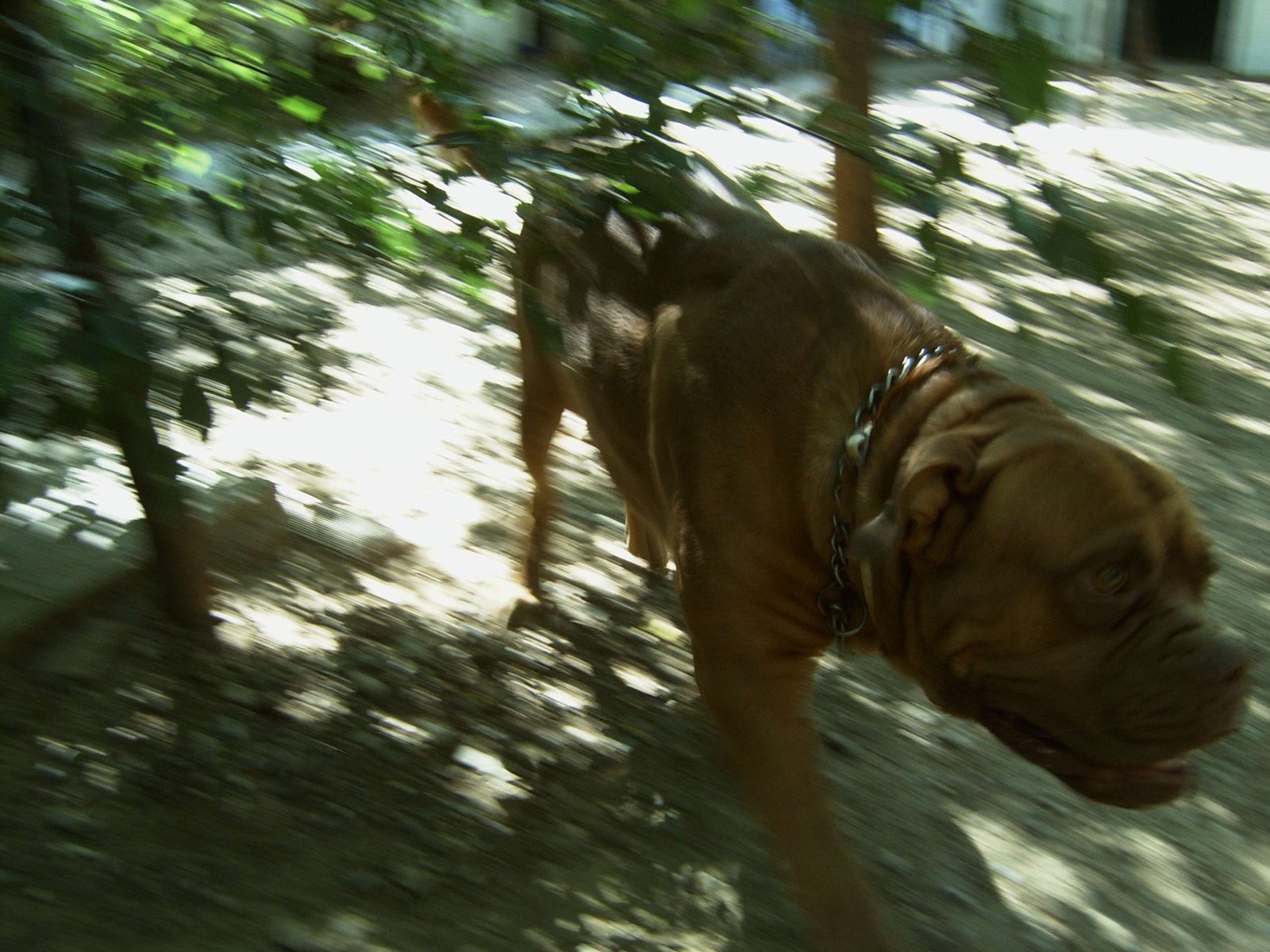 residencia canina séneca