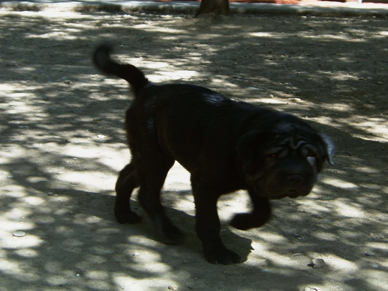 residencia canina séneca