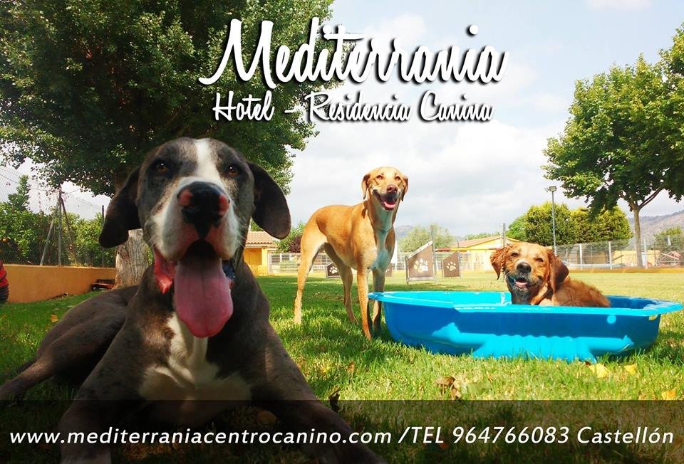 residencia canina mediterrania