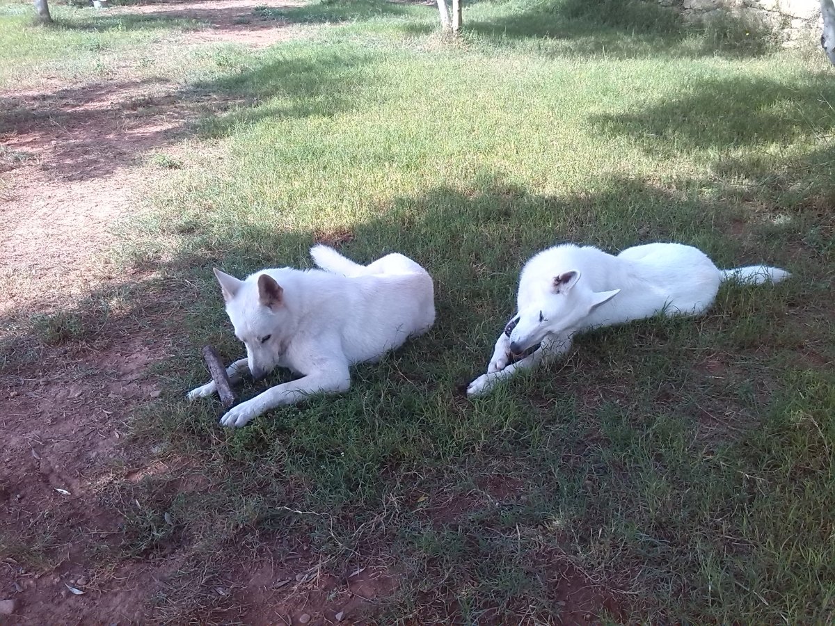 residencia canina idefix