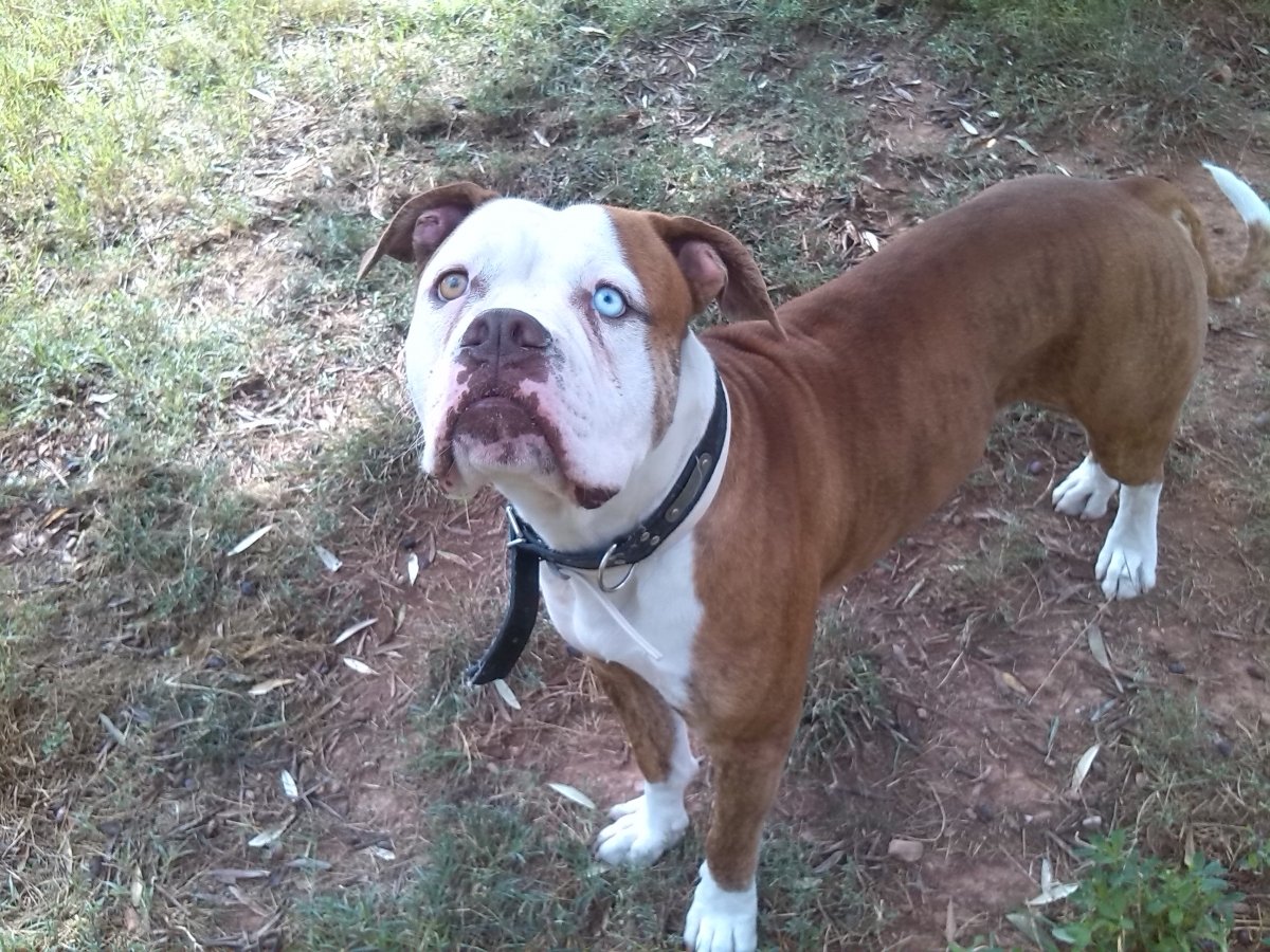 residencia canina idefix