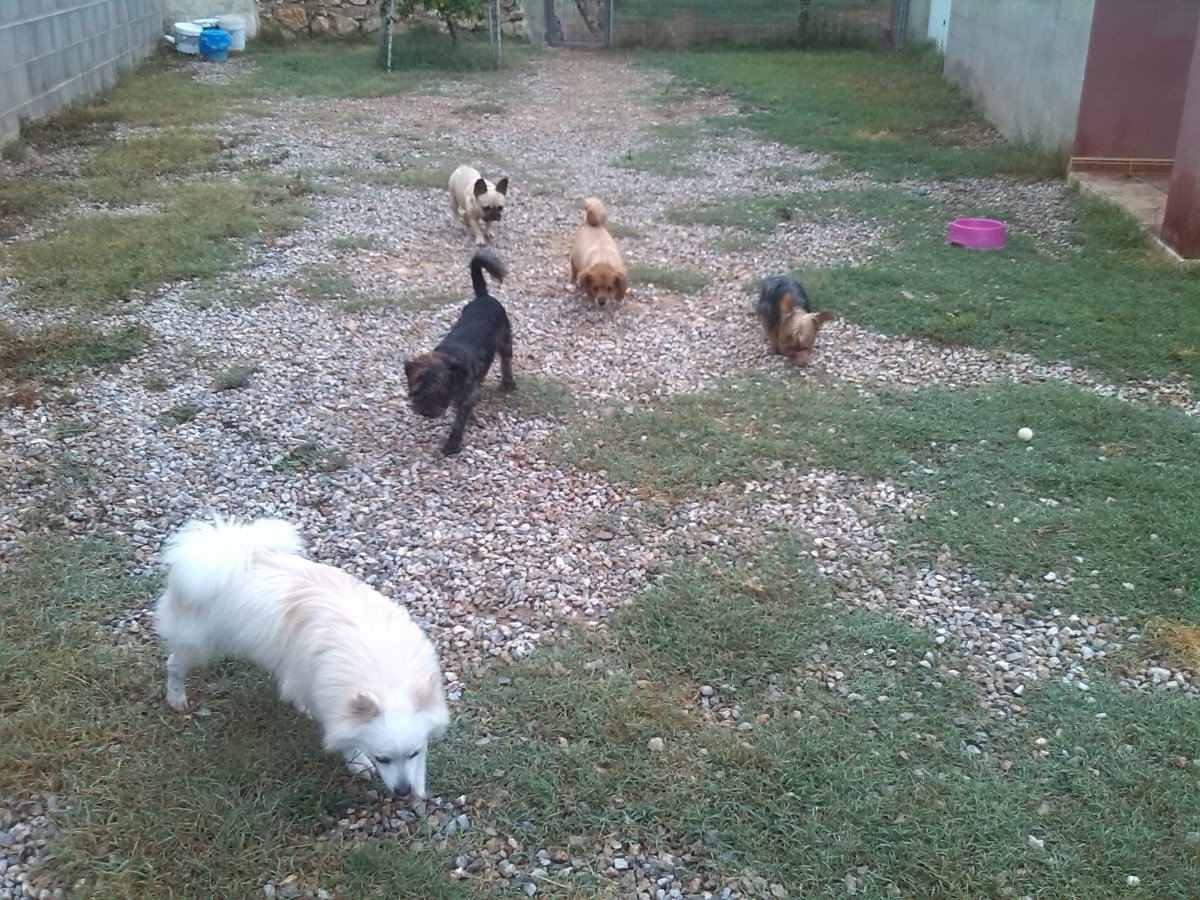 residencia canina idefix