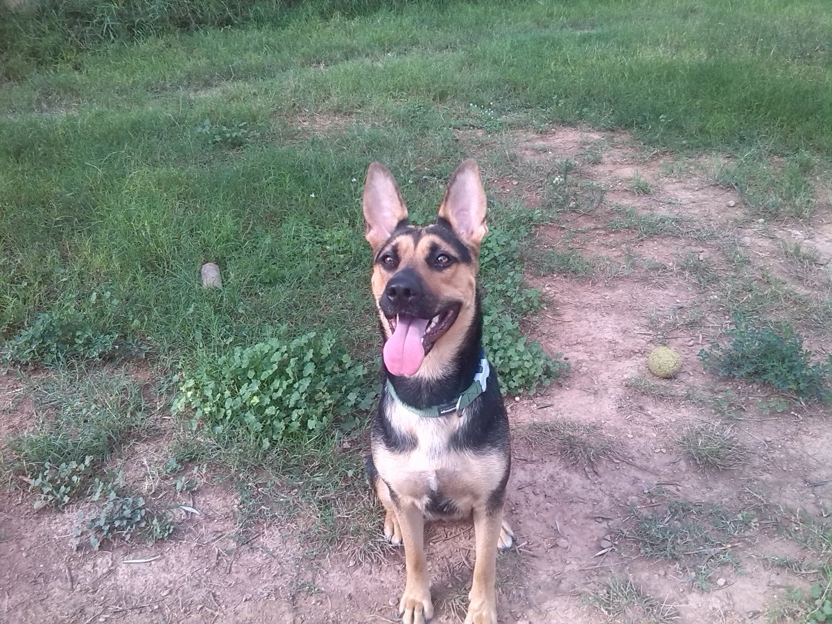 residencia canina idefix