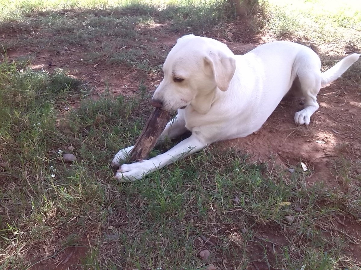 residencia canina idefix