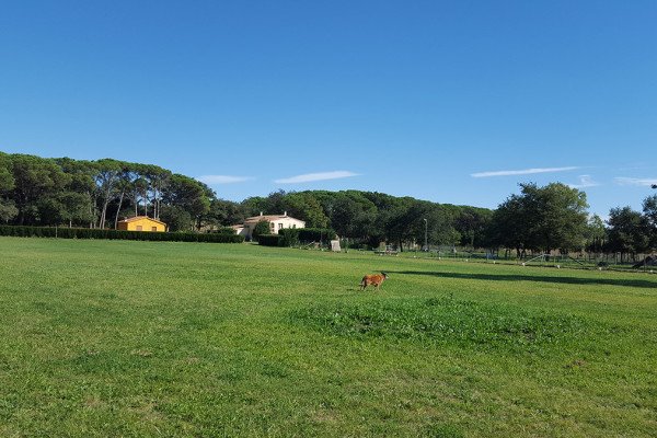 residencia canina rockendall