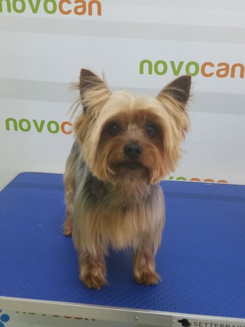 residencia canina novacan