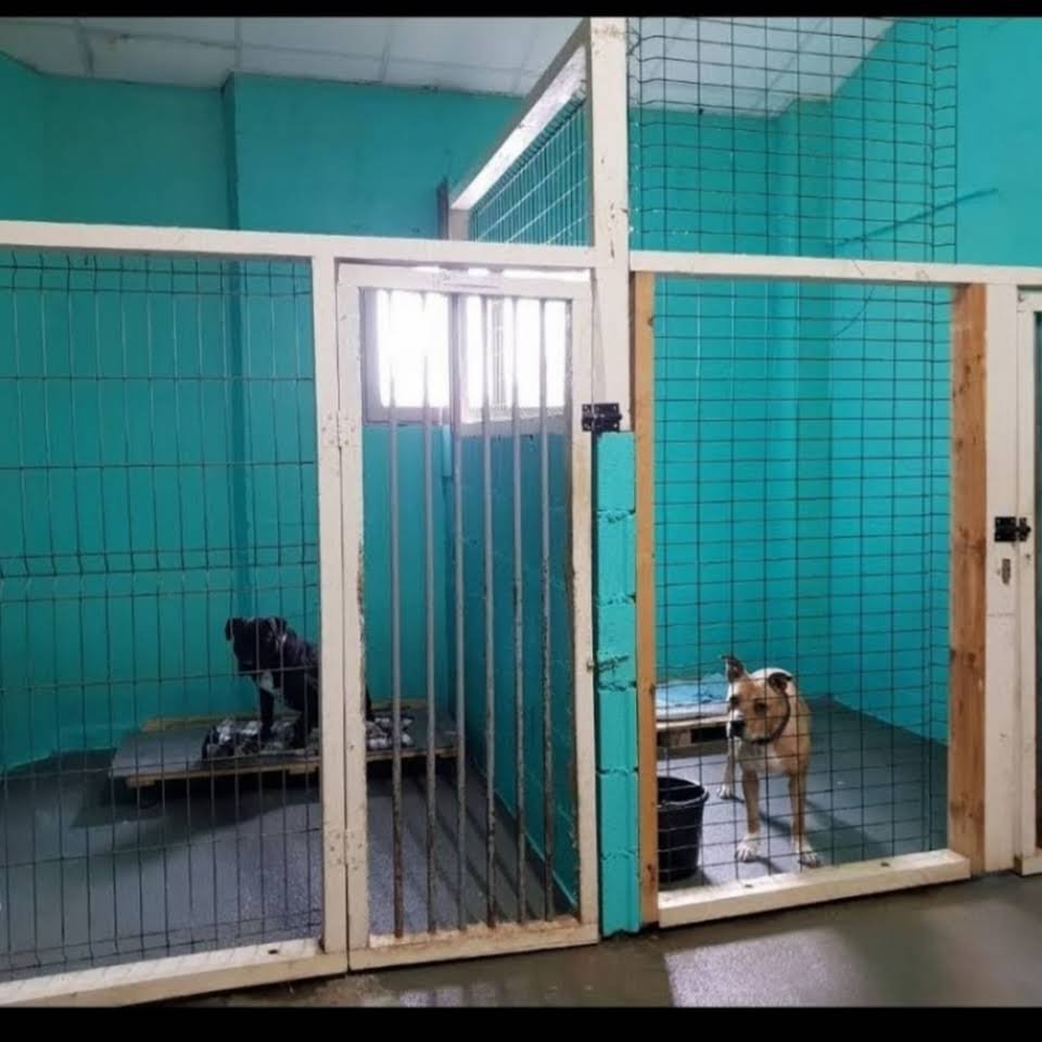 Hotel canino Don y Doña Equi Guau