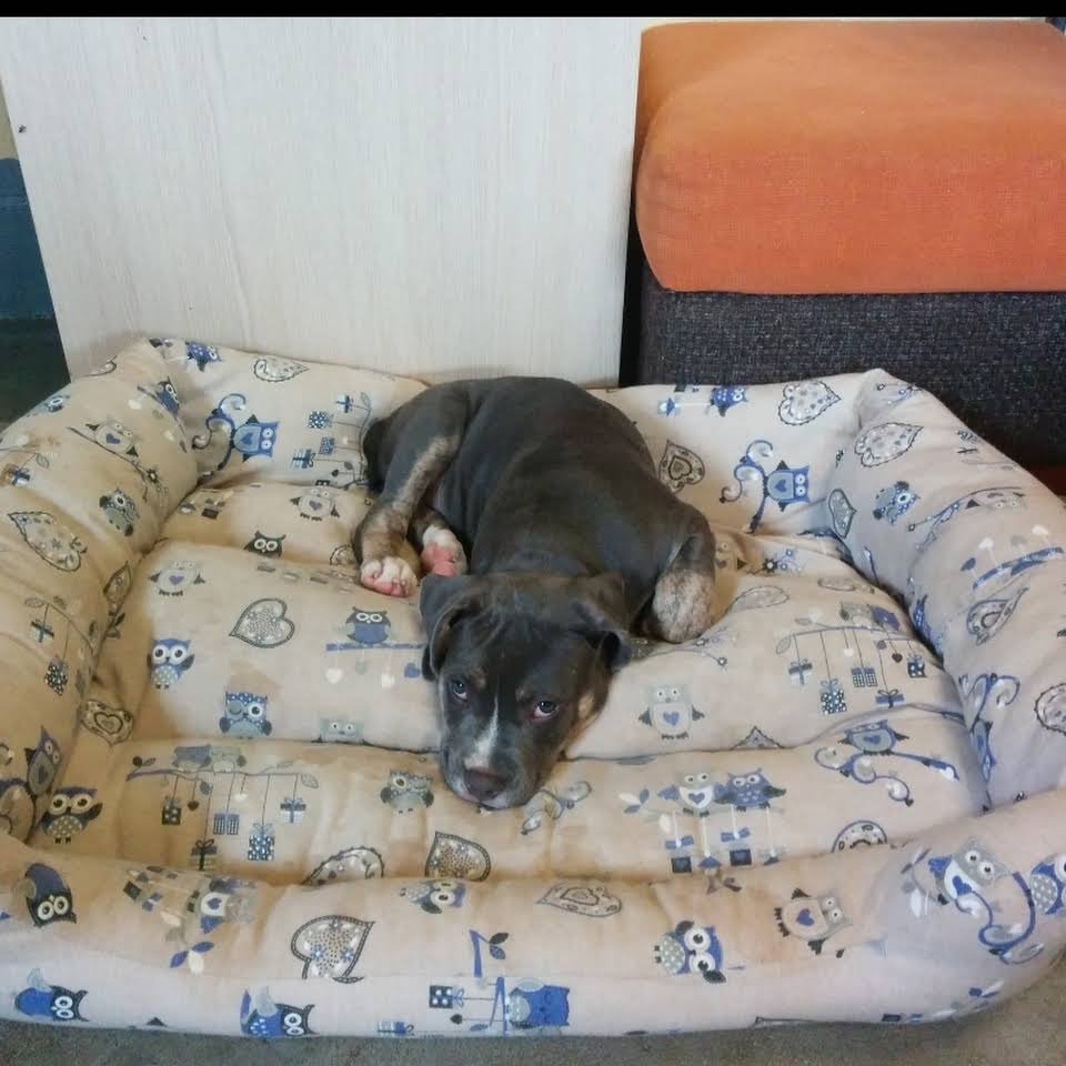 Hotel canino Don y Doña Equi Guau