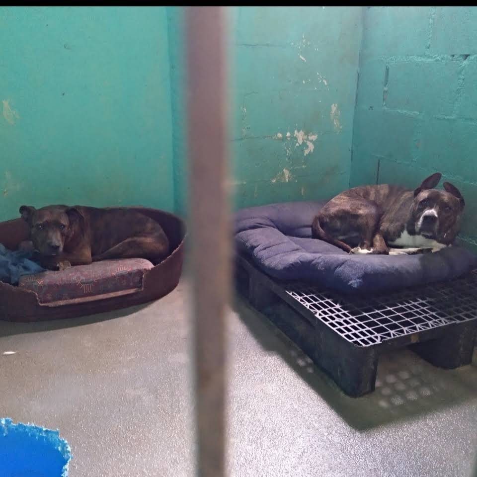 Hotel canino Don y Doña Equi Guau