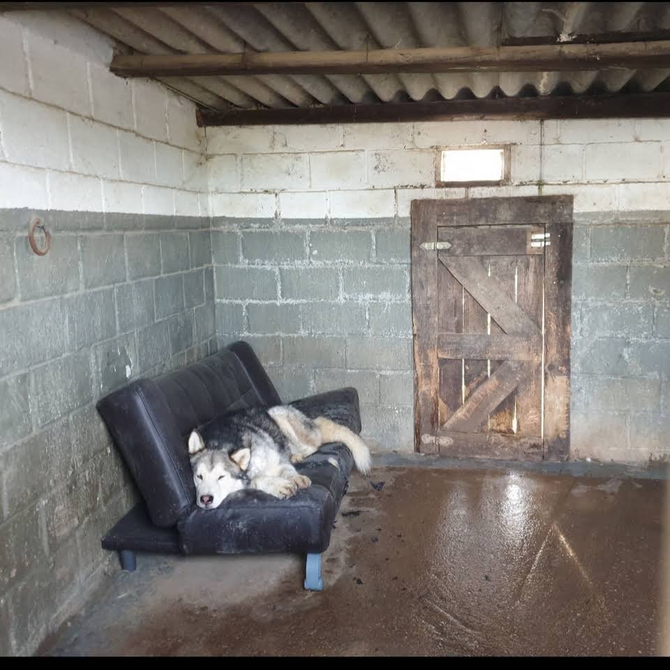 Hotel canino Don y Doña Equi Guau