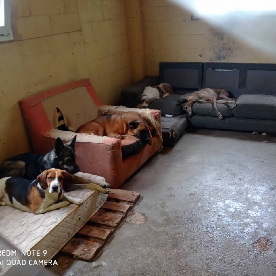 Hotel canino Don y Doña Equi Guau