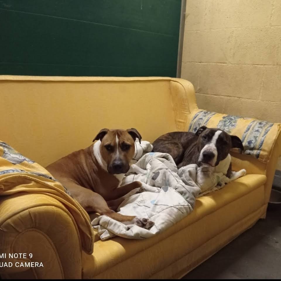 Hotel canino Don y Doña Equi Guau