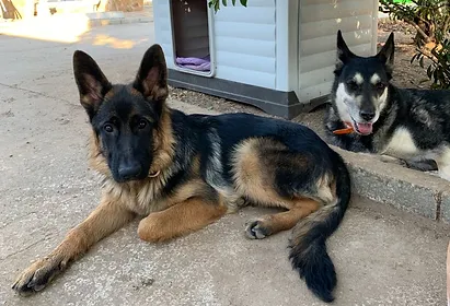 residencia canina la senda del lobo