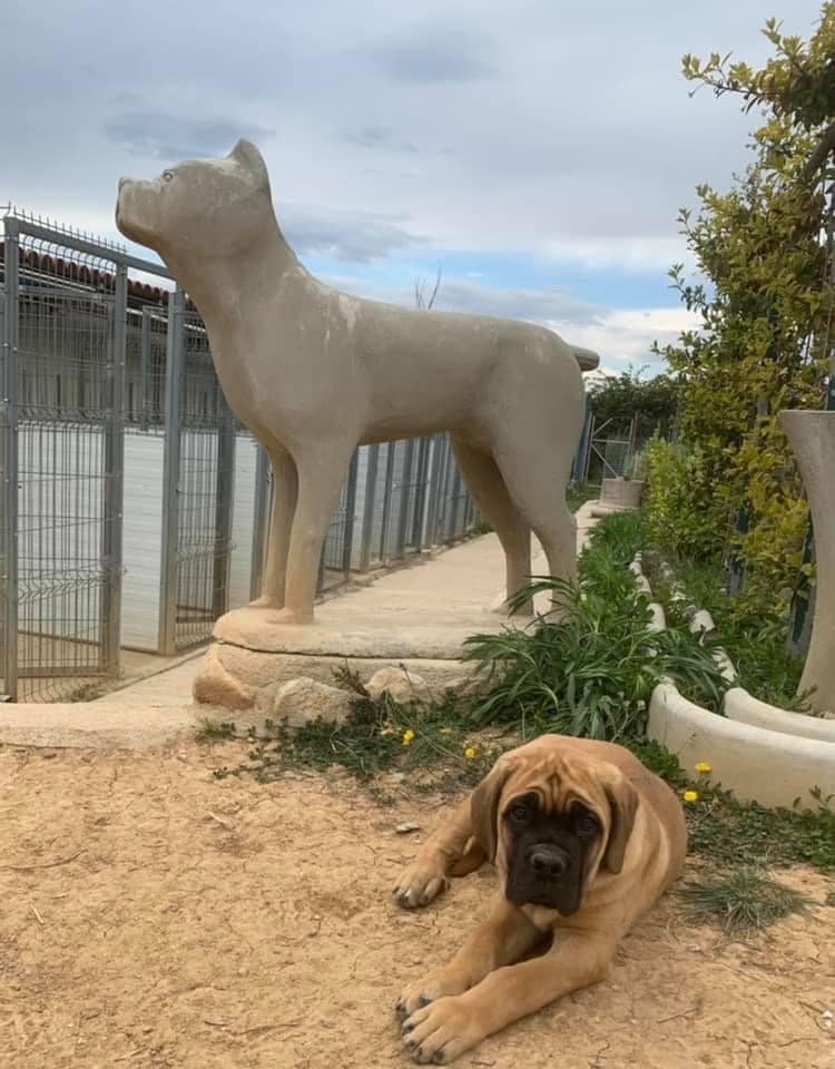 residencia canina placocan