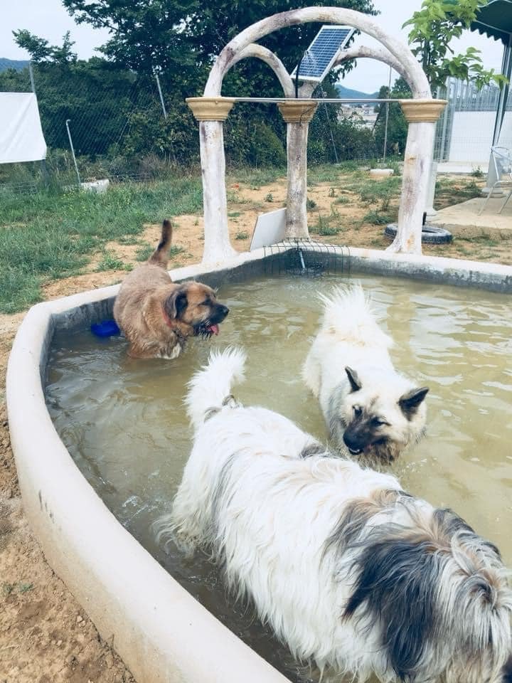 residencia canina placocan