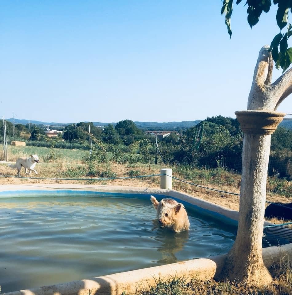 residencia canina placocan