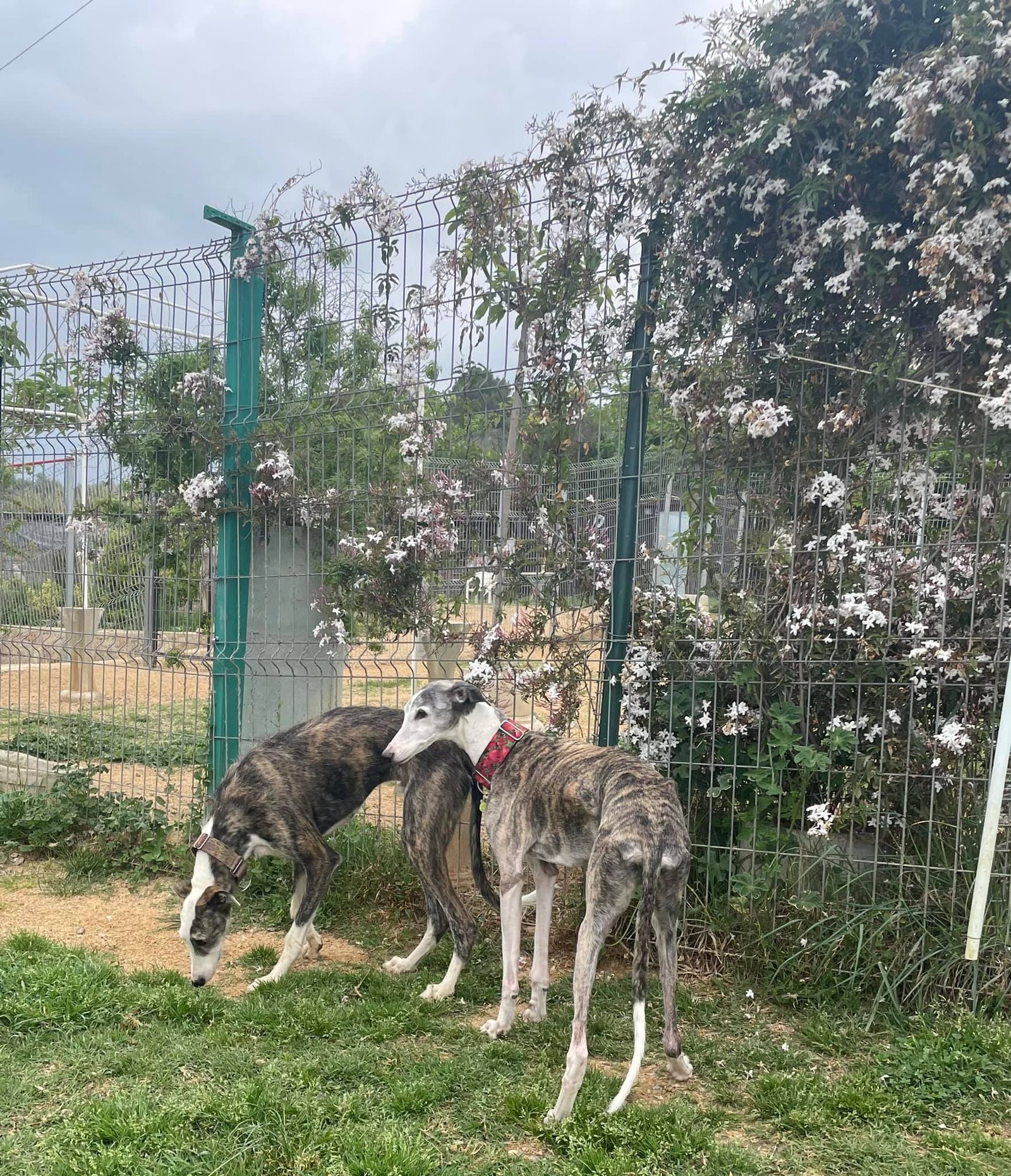 residencia canina placocan