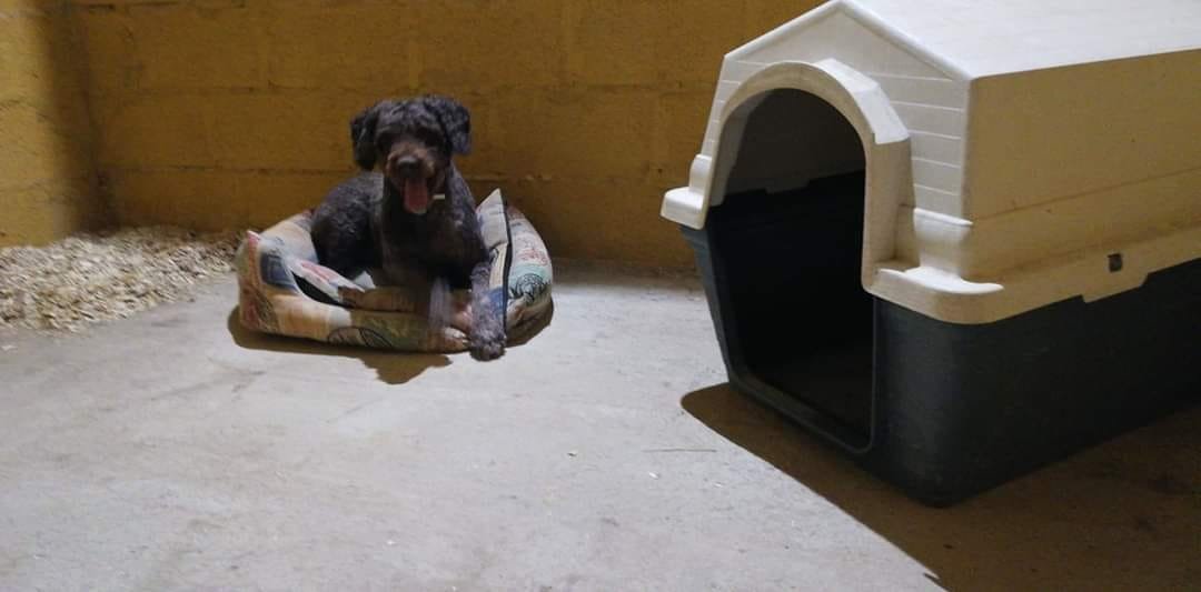 guardería canina xerez