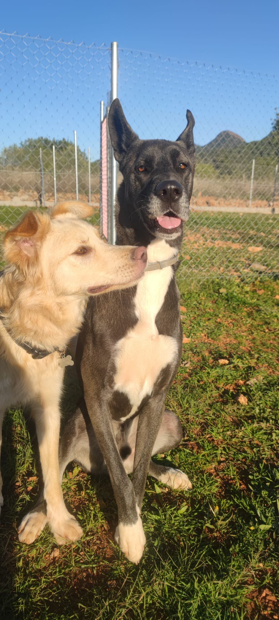 residencia canina cuatro patas