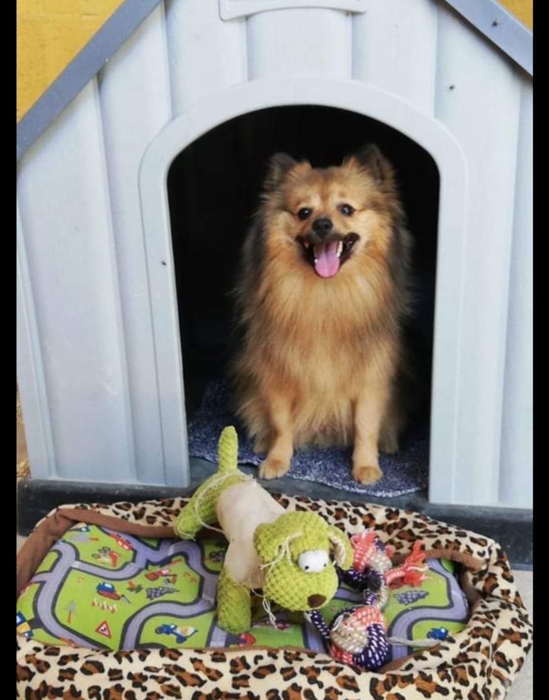 guardería canina xerez