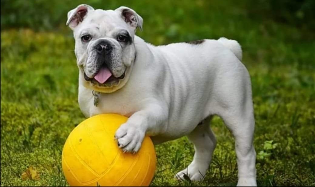 guardería canina xerez