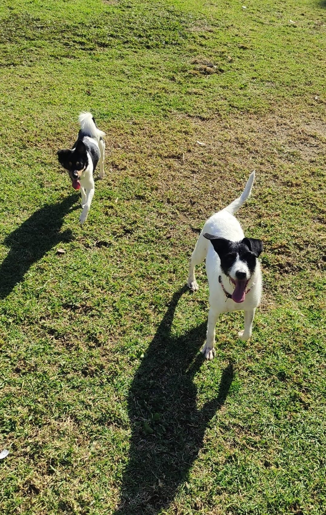 guardería canina xerez
