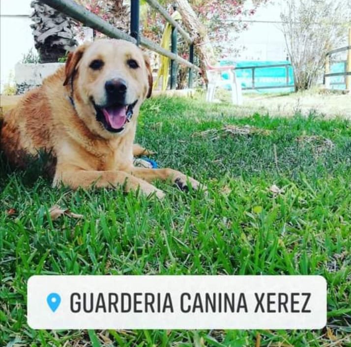 guardería canina xerez