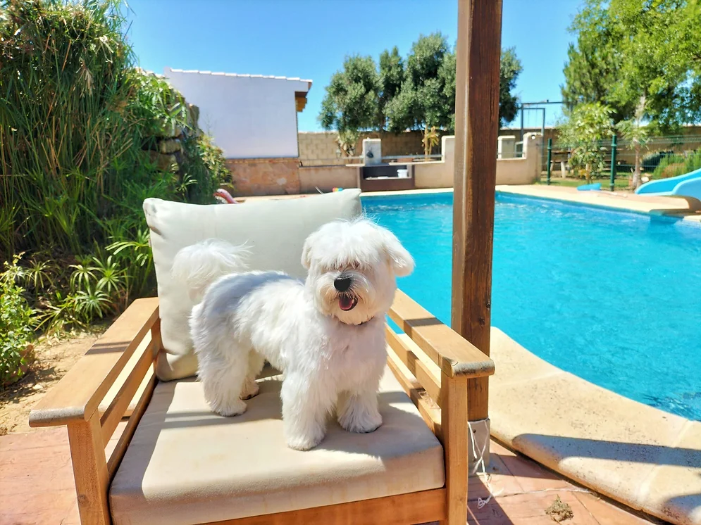 residencia canina amigomio