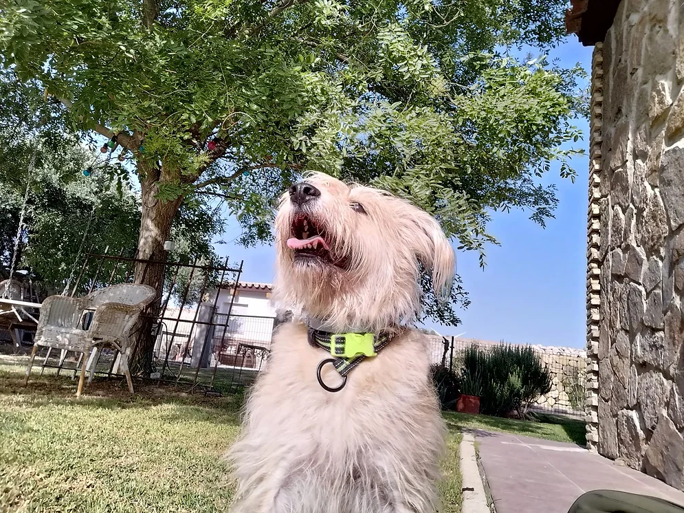 residencia canina amigomio